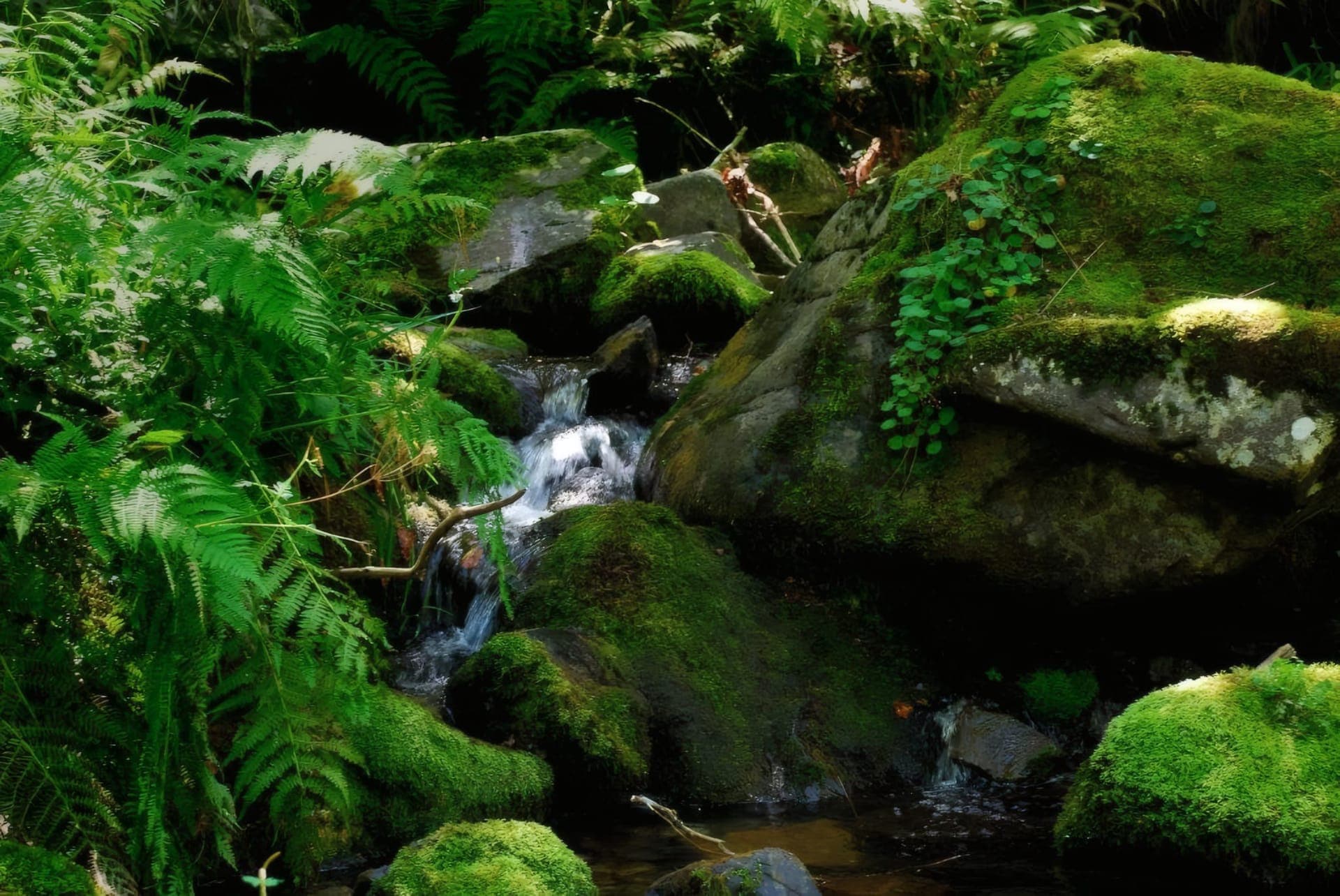 Bosque y arroyos de la Sierra de la Demanda
